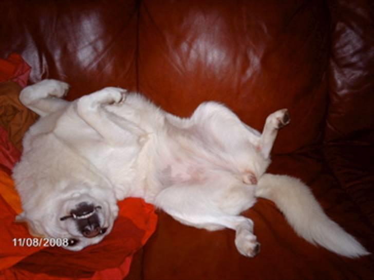 Blanding af racer Lui billede 17