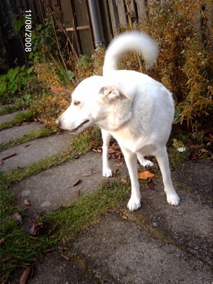 Blanding af racer Lui billede 18