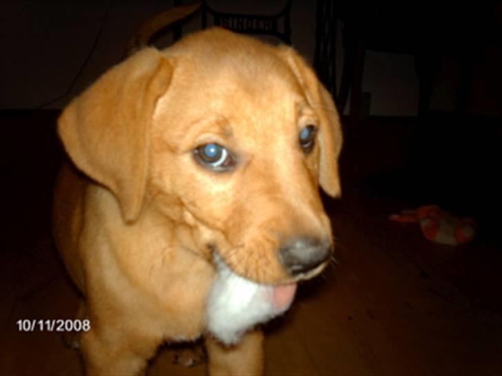 Broholmer Bertha billede 10