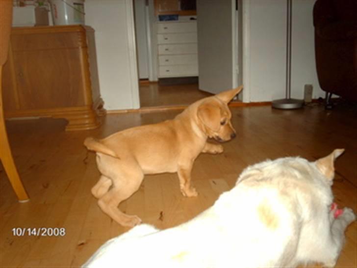 Broholmer Bertha - skøre ører billede 11