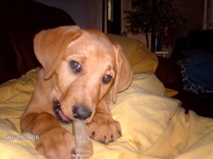 Broholmer Bertha billede 12