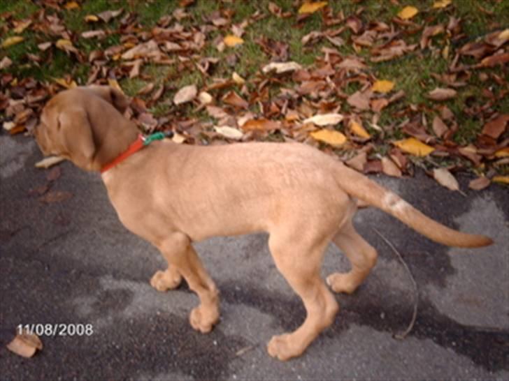 Broholmer Bertha - hadebeskæftigelsen. - Tur x) billede 13