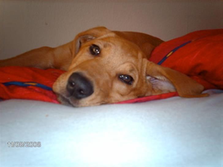 Broholmer Bertha - Minder mig om en L´Oreal reklame :b billede 14