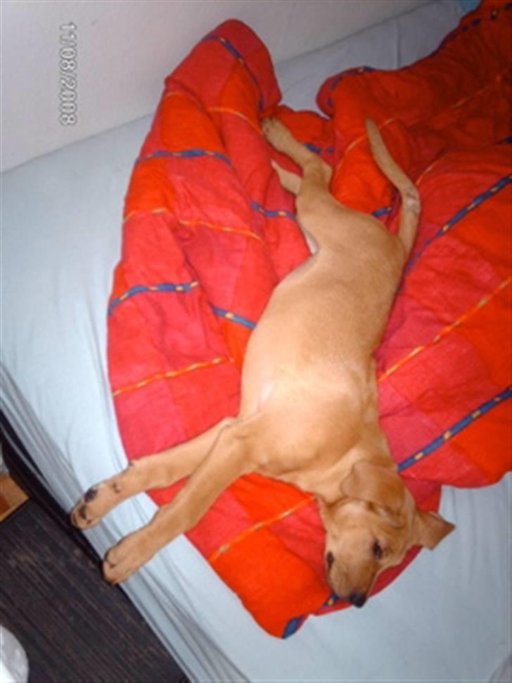 Broholmer Bertha - kæmpedyret billede 15