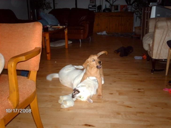 Broholmer Bertha - bertha smadrer lui billede 16