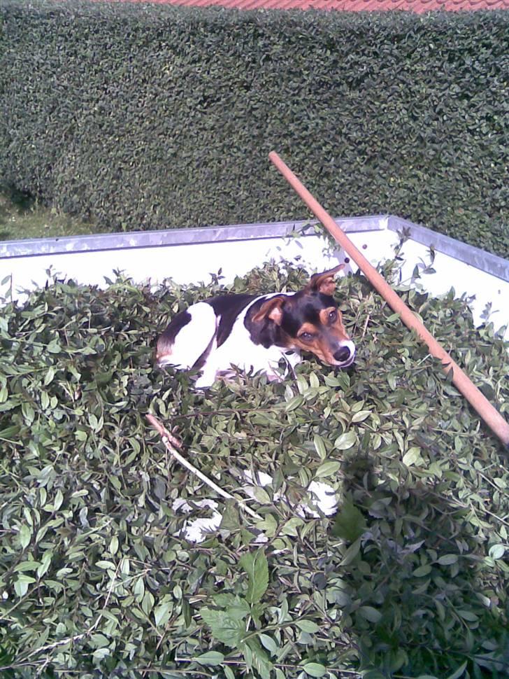 Dansk svensk gaardhund Sille - Nu er jeg blevet så stor at jeg må hjælpe far i haven:) billede 14