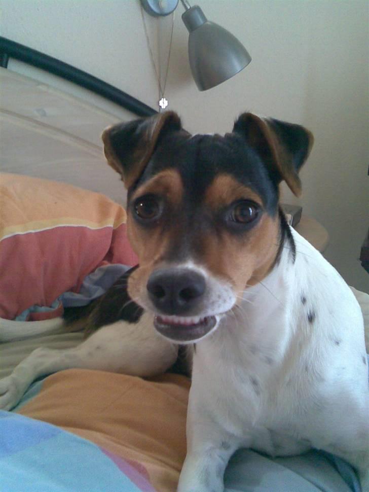 Dansk svensk gaardhund Sille billede 15