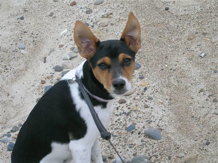 Dansk svensk gaardhund Sille - Min første campingtur:) og uha hvor jeg elskede at komme ned på stranden og lege billede 16