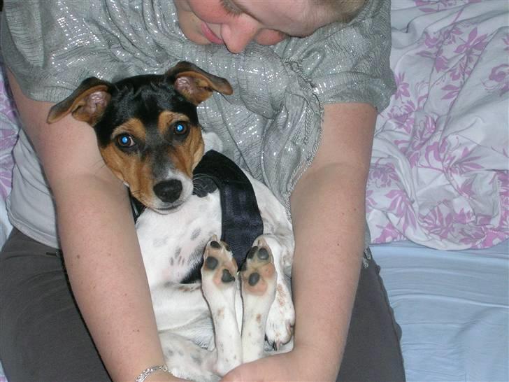 Dansk svensk gaardhund Sille - Lidt baby er man vel altid;D billede 17