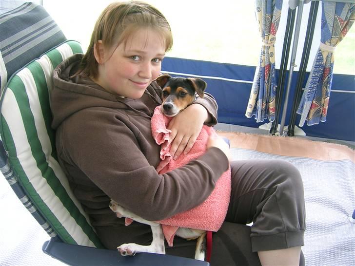 Dansk svensk gaardhund Sille - Efter en tur i vandet og derefter en tur i bad, så er det dejligt og blive puttet i et håndklæde:) billede 18