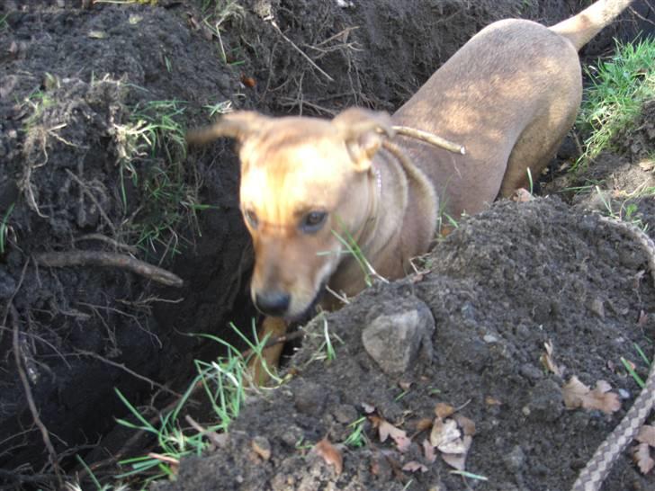 Blanding af racer >Miss Diva< - dejligt med en rende hele vejen rundt ved huset, det må undersøges. billede 7