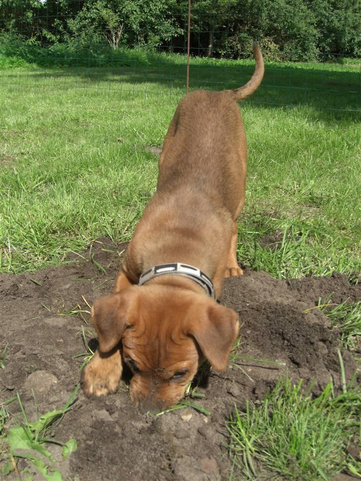 Blanding af racer >Miss Diva< billede 8