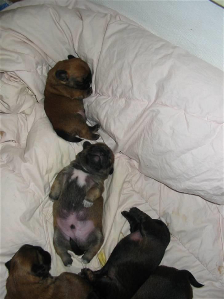 Blanding af racer (mops/pekingeser) Bob billede 8