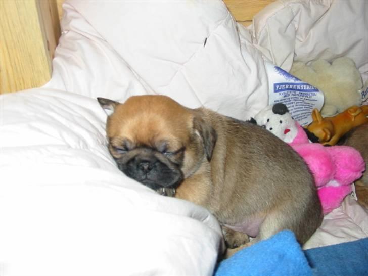 Blanding af racer (mops/pekingeser) Bob billede 9
