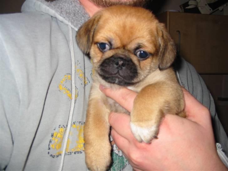 Blanding af racer (mops/pekingeser) Bob billede 10