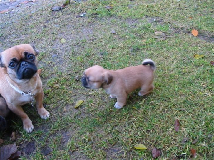 Blanding af racer (mops/pekingeser) Bob billede 11