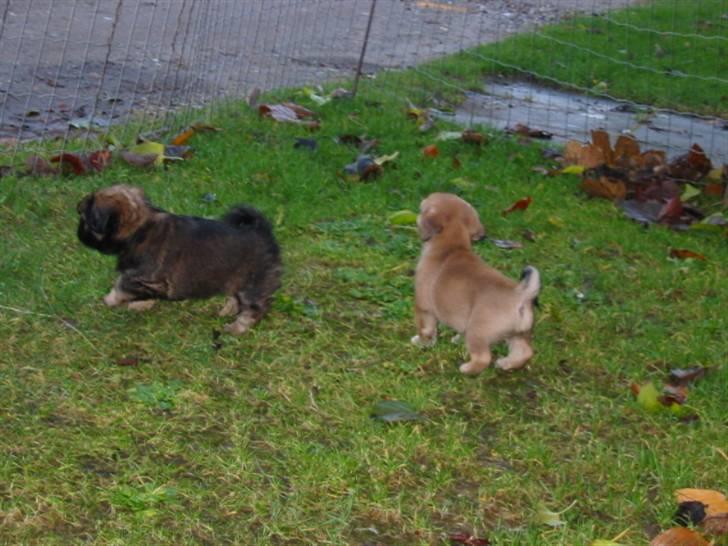 Blanding af racer (mops/pekingeser) Bob billede 12