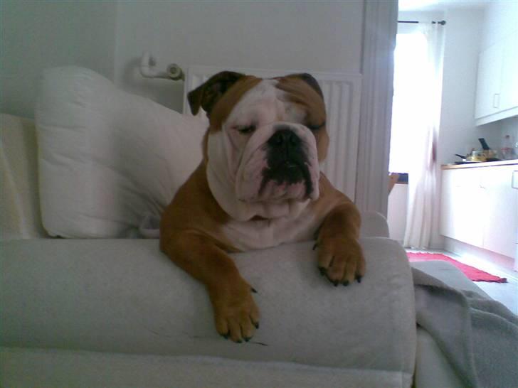 Engelsk bulldog Chucky billede 7