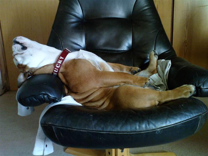 Engelsk bulldog Chucky billede 8