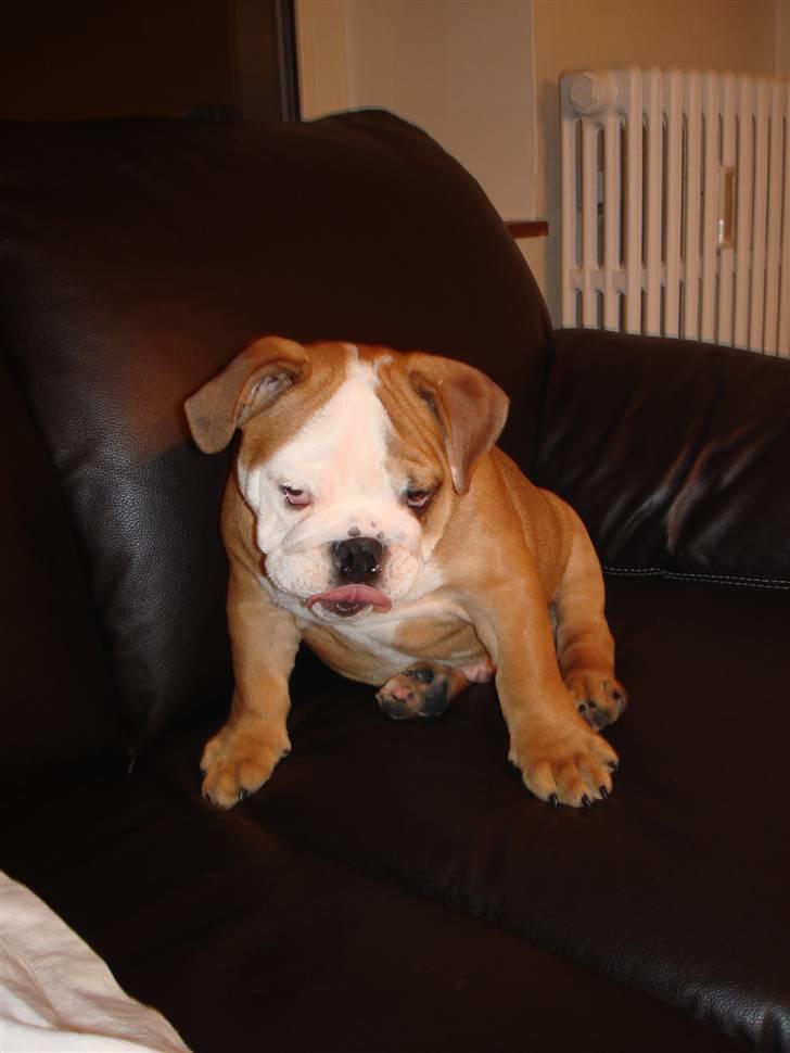 Engelsk bulldog Chucky billede 9