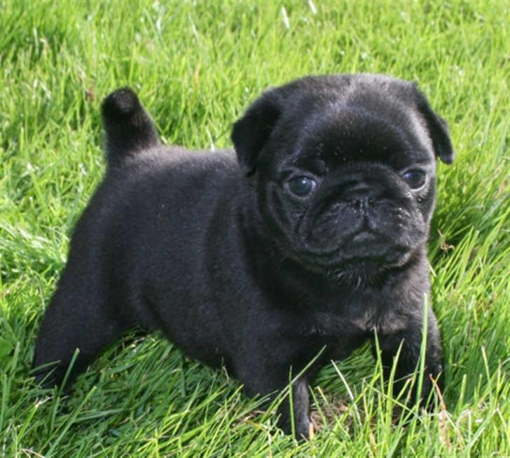 Mops Qupios Keno - Delle - 6 Uger gammel. Første gang han er udenfor :o) billede 1