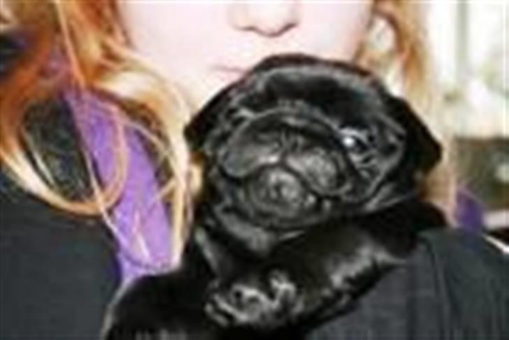 Mops Qupios Keno - ØV - I behøver jo ikke at poientere så kraftigt hvorfor I kalder mig Delle!!! billede 2