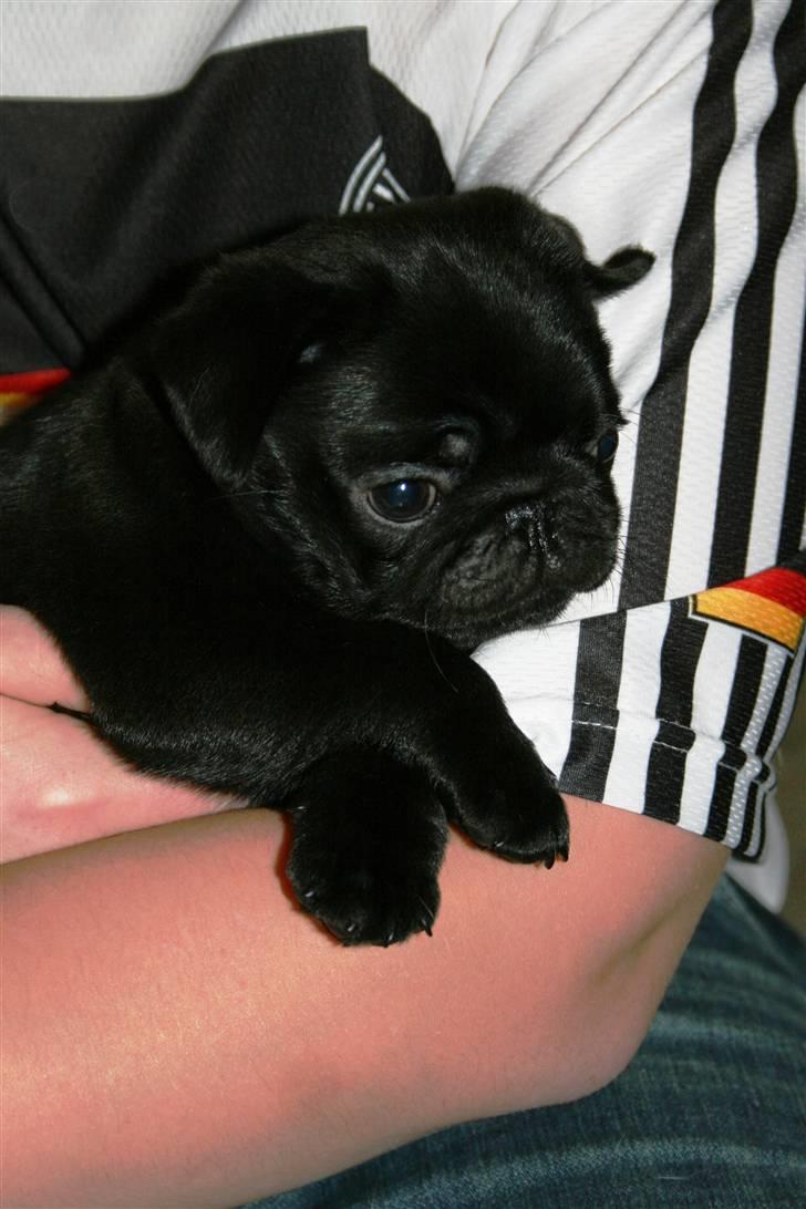 Mops Qupios Keno - Hmmm - gad vide om jeg kan lokke mere mad ud af dem hvis jeg ser tilstrækkelig nuttet og eftertænksom ud?? billede 3