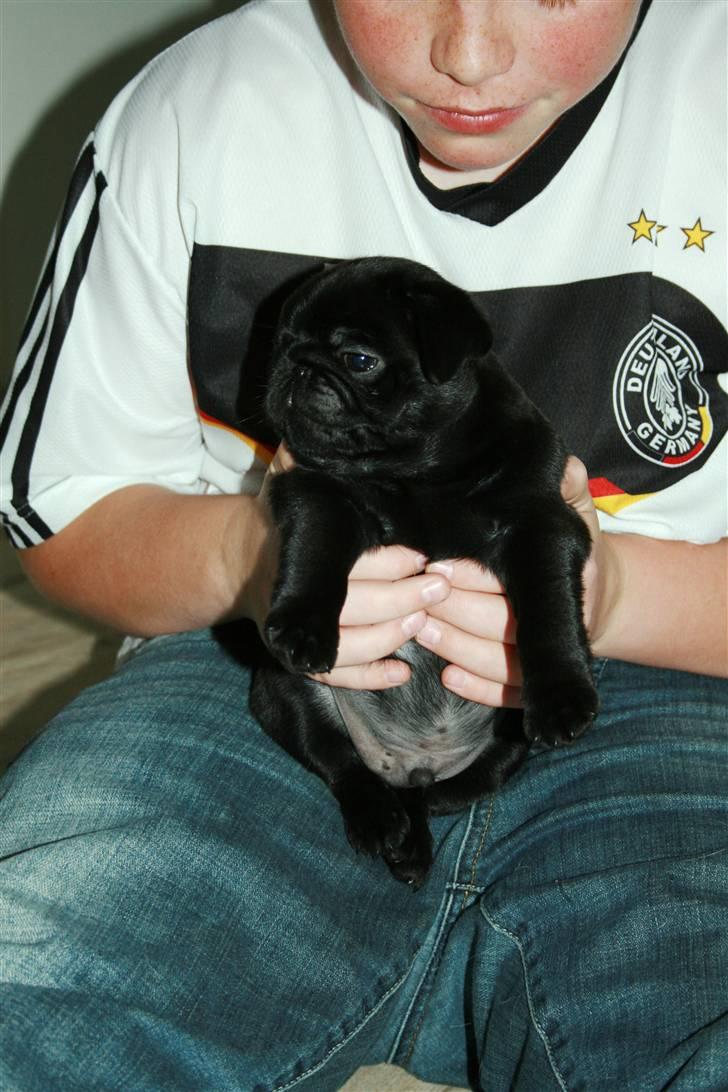 Mops Qupios Keno - FED?!!! Hvem kalder mig for FED! billede 4