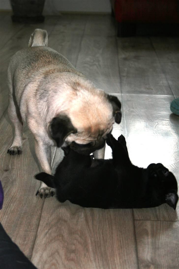 Mops Qupios Keno - ØV - hende mor skal også altid blande sig.... billede 5