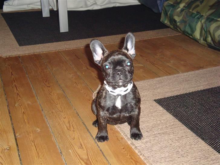 Fransk bulldog ^Bina^ billede 1
