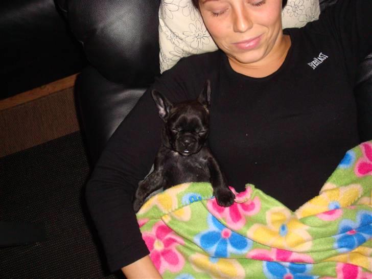 Fransk bulldog ^Bina^ billede 2