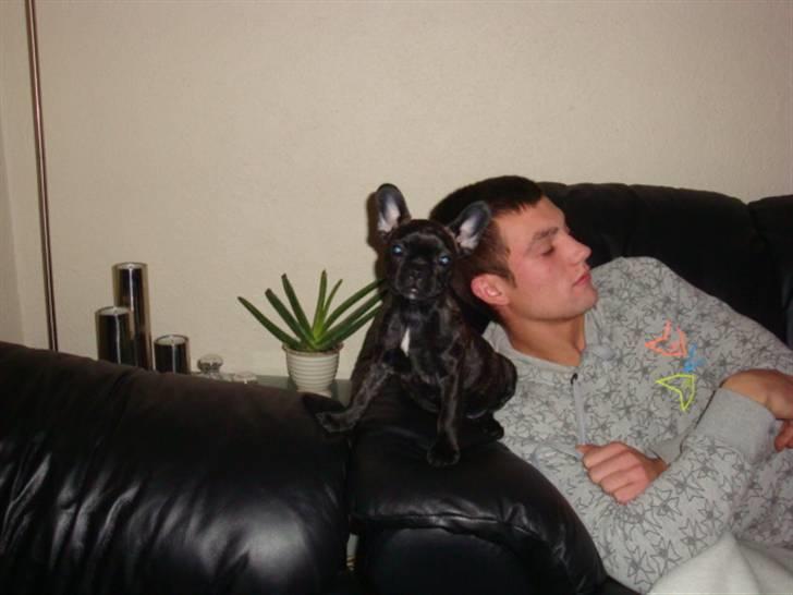 Fransk bulldog ^Bina^ billede 3