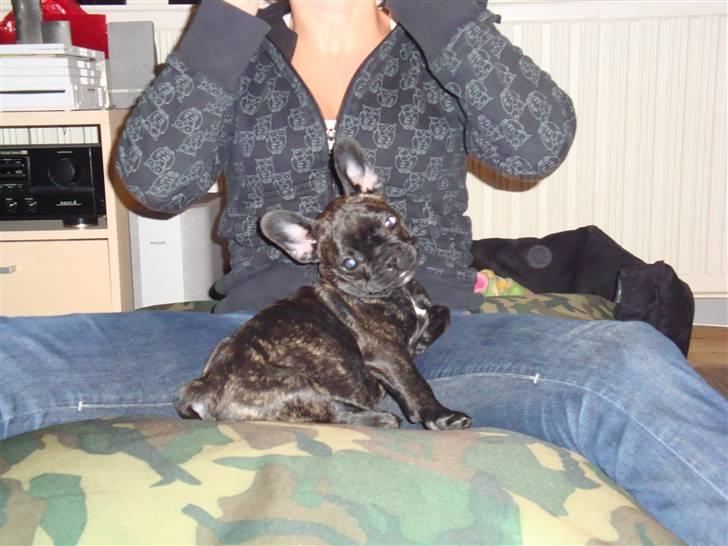 Fransk bulldog ^Bina^ billede 4
