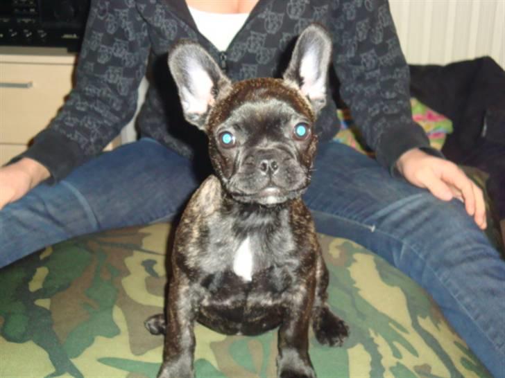 Fransk bulldog ^Bina^ billede 5