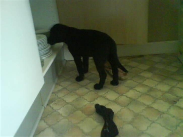 Blanding af racer bibi lige blvet solgt :`( - skal lige se om der er noget spændene:) billede 8