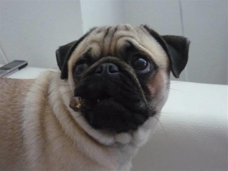 Mops Samson - Egon Olsen billede 18