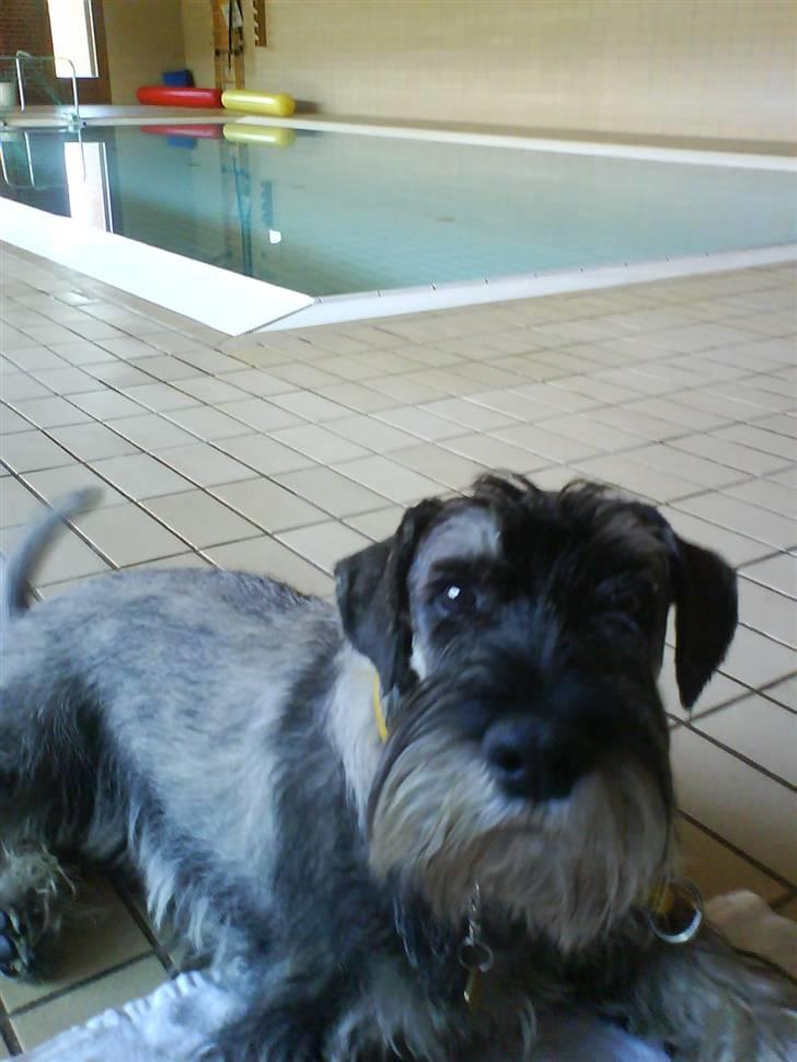 Mellemschnauzer Jarle - Bade??? Nix, det ka du selv gøre billede 1