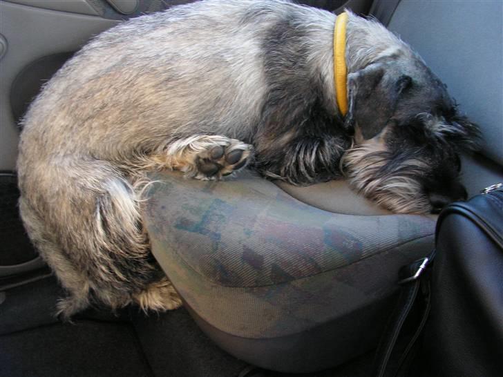 Mellemschnauzer Jarle billede 2