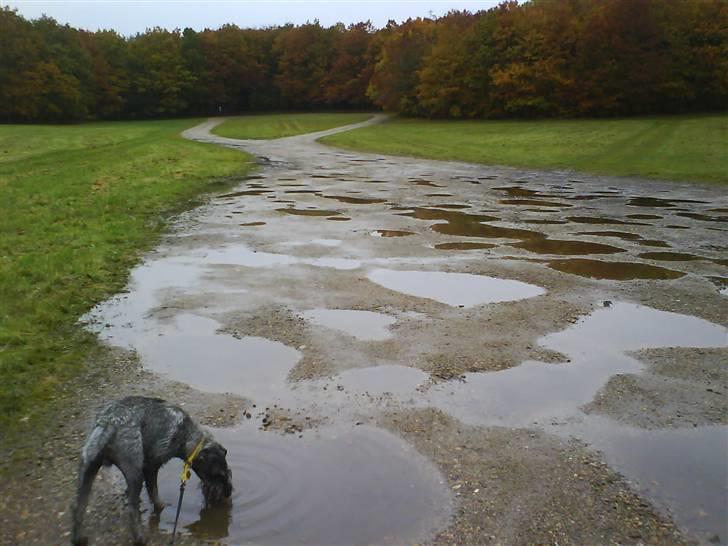 Mellemschnauzer Jarle billede 3