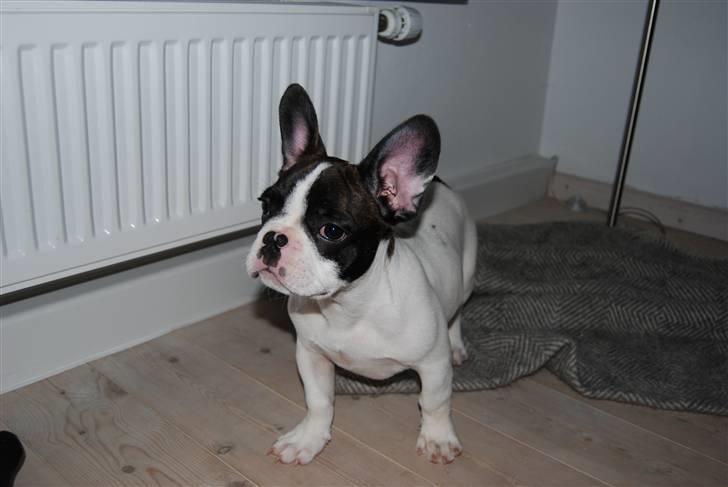 Fransk bulldog Gizmo - Har du noget til Mig ??? billede 11