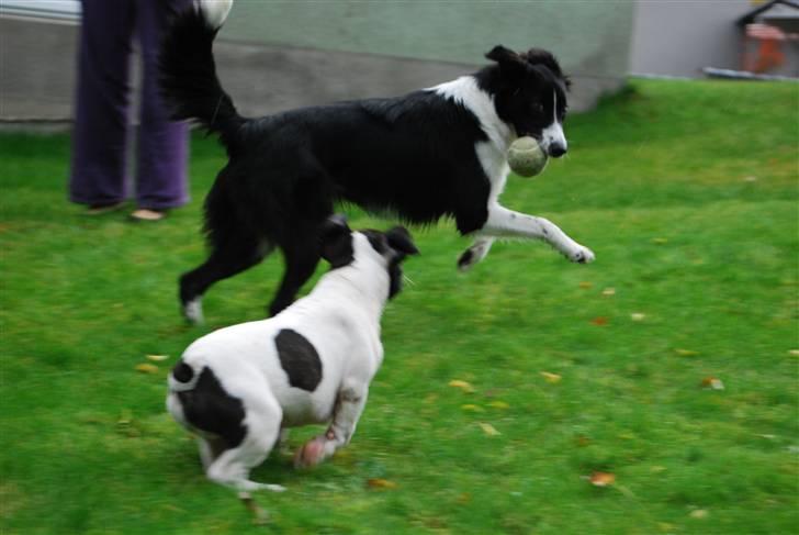 Fransk bulldog Gizmo - HEY, det er min bold billede 12