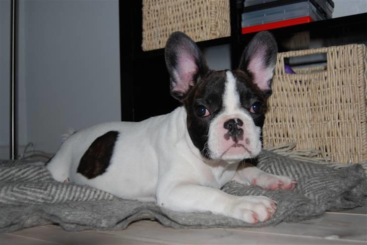 Fransk bulldog Gizmo billede 13