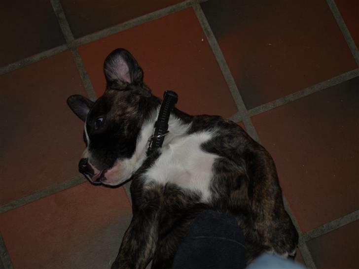 Amerikansk bulldog Rollo*R.I.P  skat* billede 6