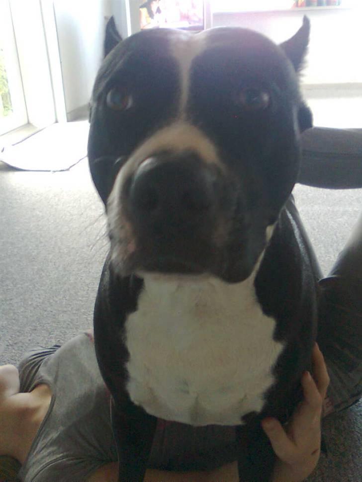 Amerikansk staffordshire terrier Malou (R.I.P.) billede 12