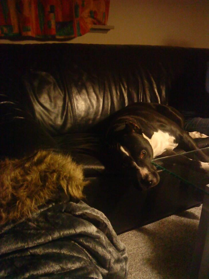 Amerikansk staffordshire terrier Malou (R.I.P.) billede 13