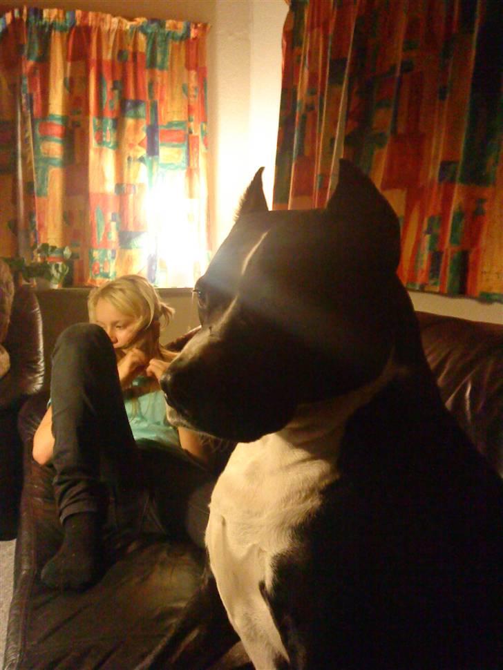 Amerikansk staffordshire terrier Malou (R.I.P.) billede 14