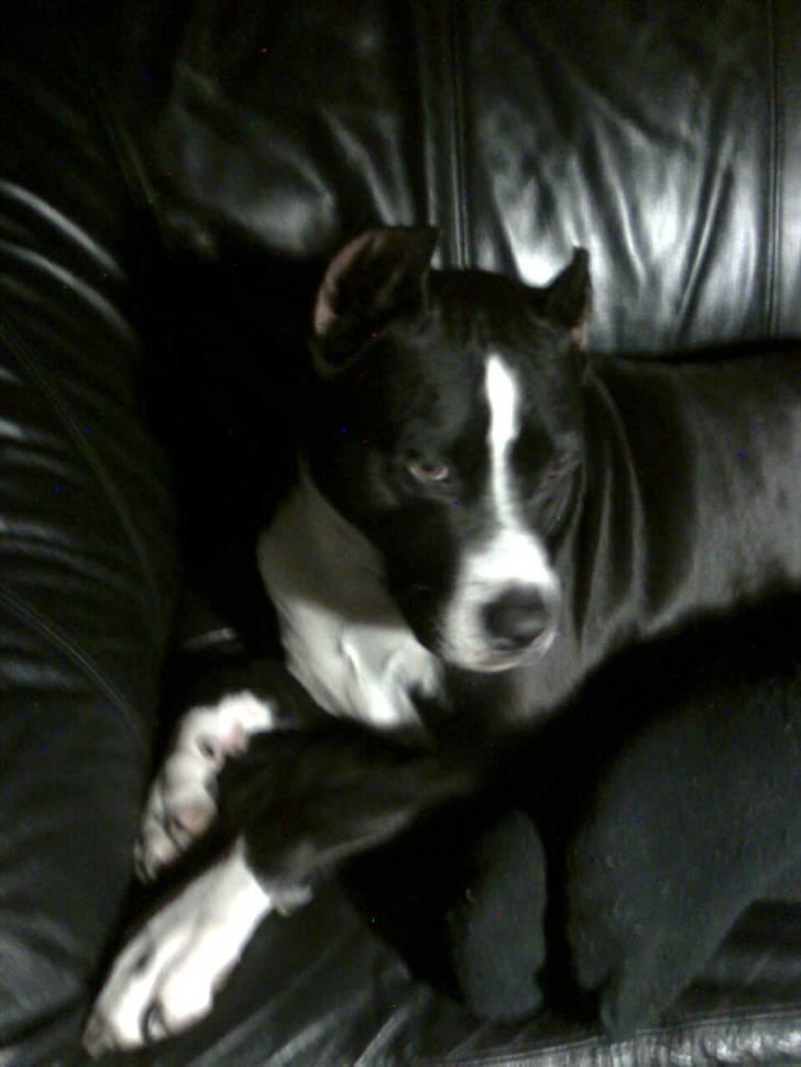 Amerikansk staffordshire terrier Malou (R.I.P.) billede 15