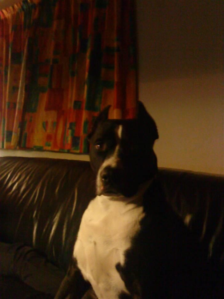 Amerikansk staffordshire terrier Malou (R.I.P.) billede 16