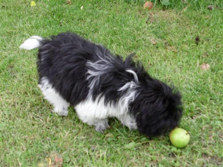 Shih tzu Rikke billede 1