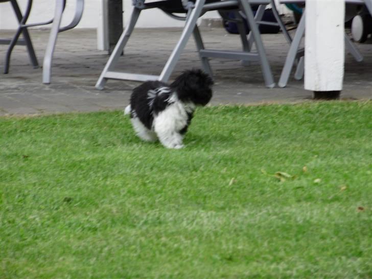 Shih tzu Rikke billede 3